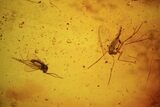 Fossil Fungus Gnat and Fly In Baltic Amber #84625-1